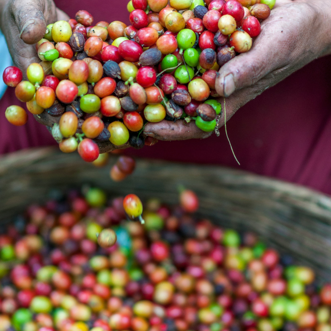 pestitel_kavy_fairtrade_1